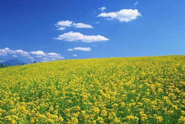 宋朝最出名的诗人有哪些，宋朝10大诗人排行榜