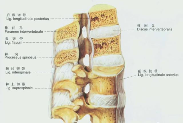 后纵韧带解剖图，颈椎的韧带有哪些