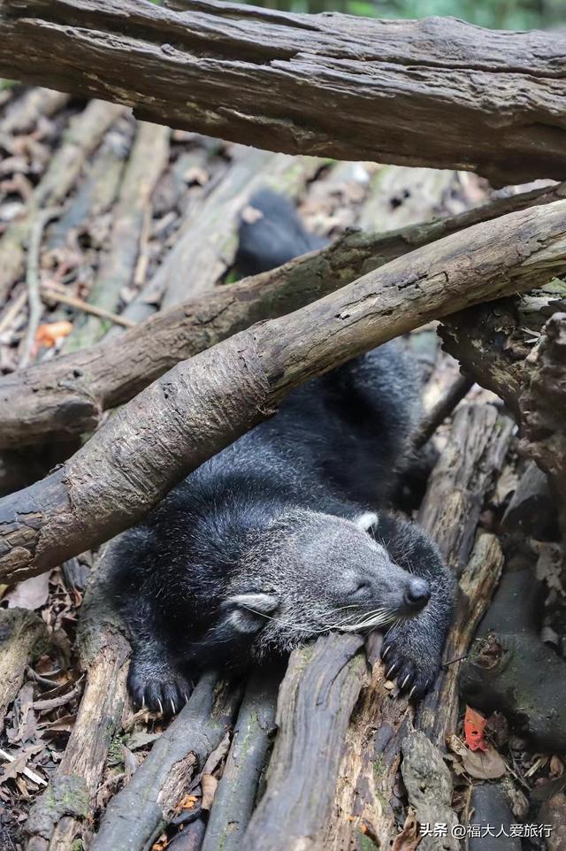 普洱到西双版纳，西双版纳普洱旅游攻略