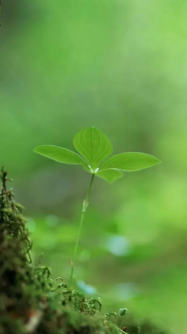 多种创意及超高清手机壁纸绿色，高清绿色系手机壁纸推荐