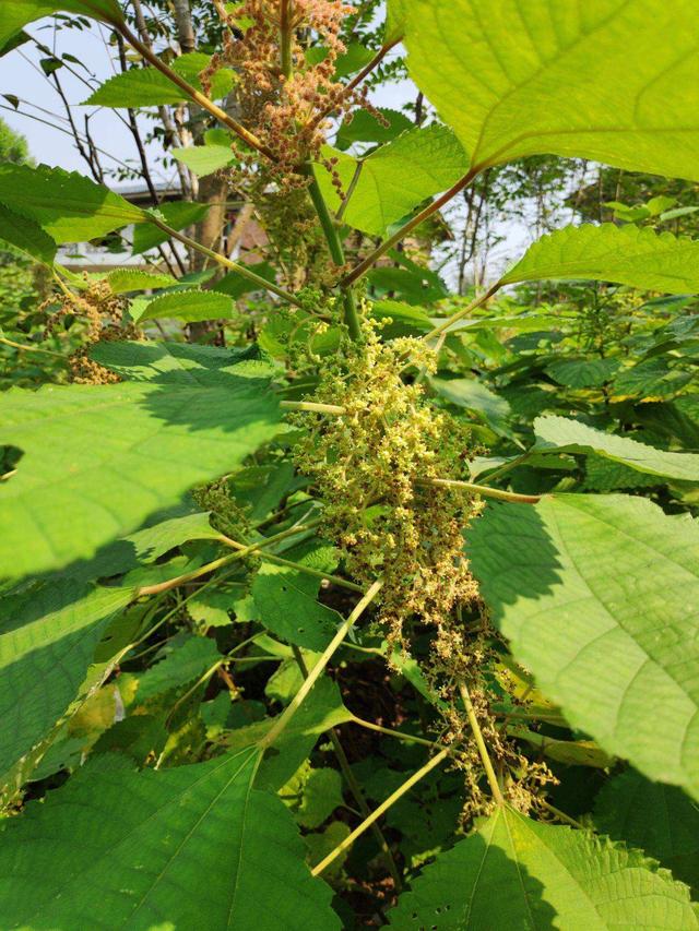苎麻它有什么用途，原来还有这么多的大用处