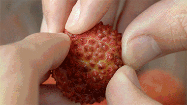 广东灵山荔枝采摘，灵山荔枝已成熟