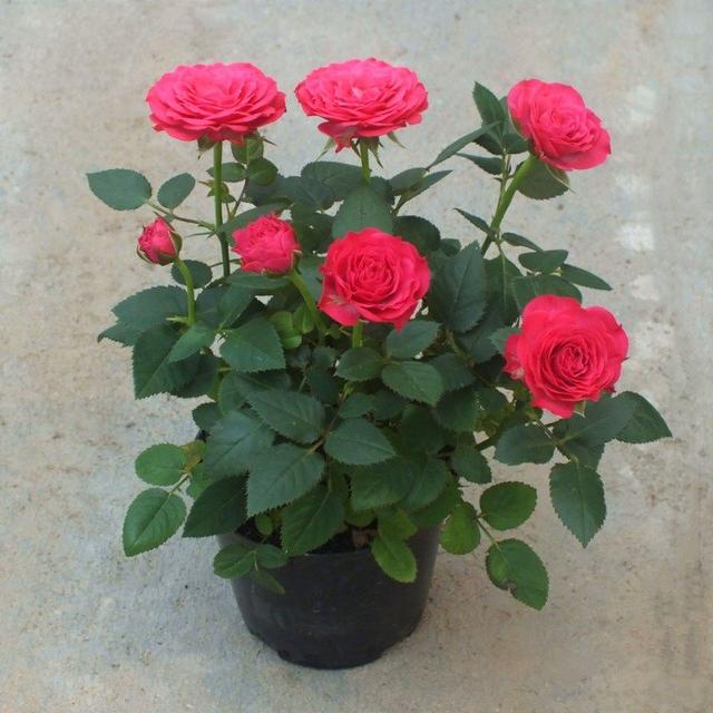 春节花卉品种大全大图，春节遇花期，五彩斑斓过新年