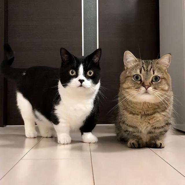 矮脚猫是什么品种，矮脚猫优缺点是什么（小短腿的矮脚猫，傻傻分不清楚）
