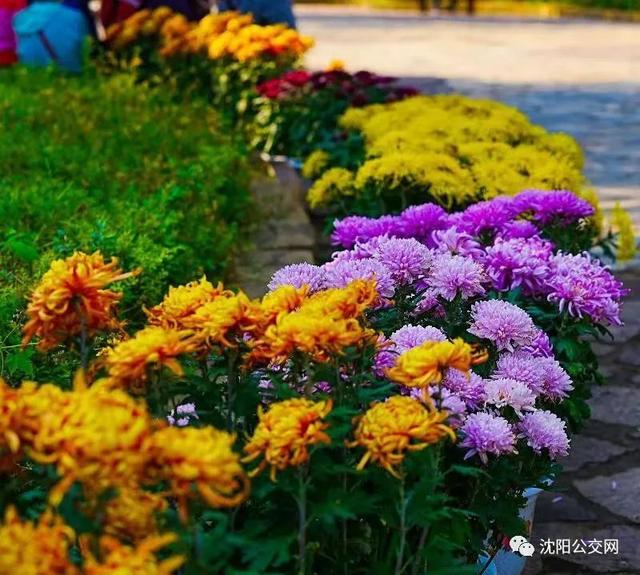 我们身边的沈阳，他曾数十次翱翔在沈阳的上空