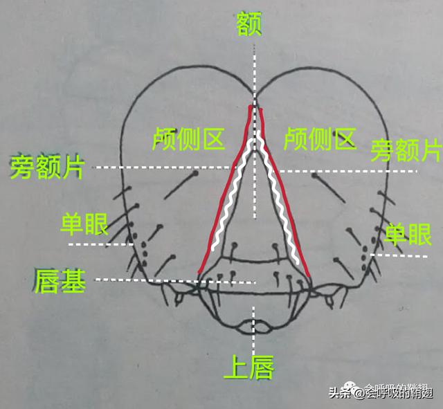 绿尾大蚕蛾出现在几月份，自博馆绿尾大蚕蛾开始羽化啦