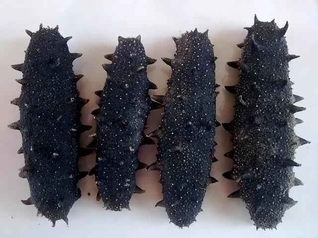 海参为什么越小越贵，为什么有的海参贵（海参便宜和贵的区别）