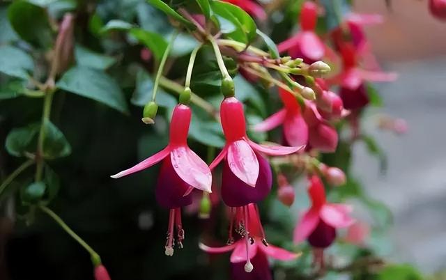 花卉图片及名称大全，常见绿植花卉及名称大全（100种常见花图鉴）