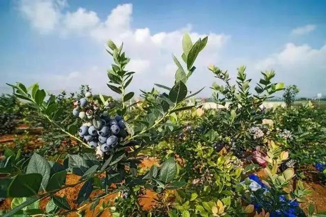 蓝莓哪里产的最好，蓝莓产地排行榜（山东宝山——中国蓝莓第一镇）