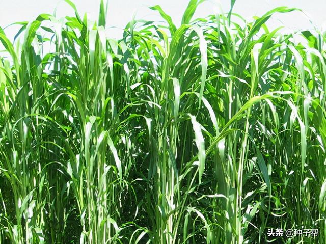 简述一年生黑麦草的生物特性，能长7米高的美国高丹草