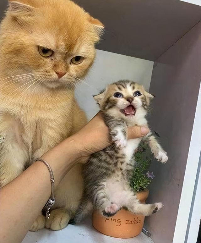 养母猫有什么注意事项，想养母猫劝你慎重