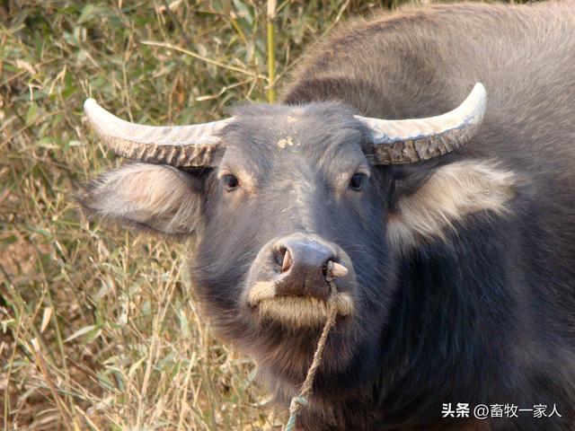 牛病防治知识100条，养殖肉牛最容易得这七种病