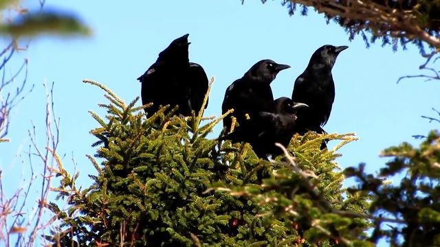 乌鸦为什么不吉利，乌鸦为什么被认为不吉祥的鸟（乌鸦在清朝被称为）