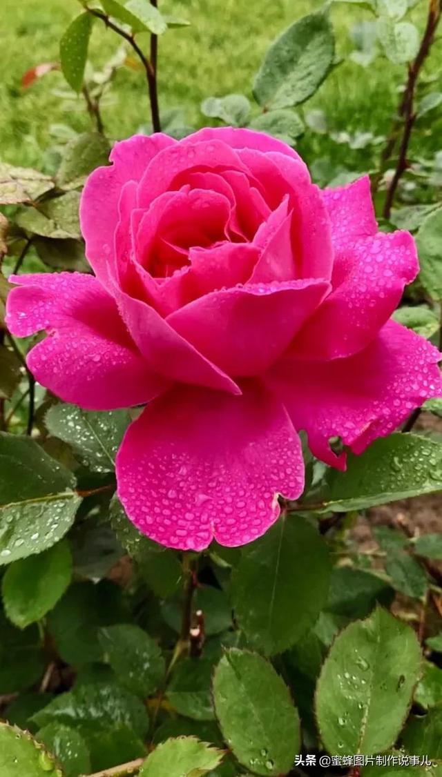 一束鲜花一份温馨一种愉悦，一束鲜花一个春天