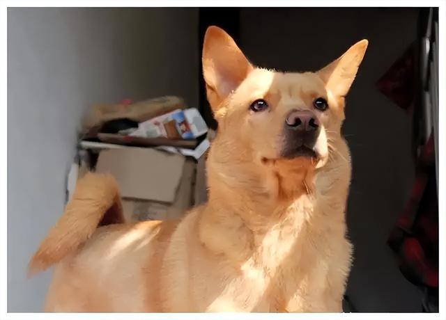 什么小型犬最聪明，三种最聪明的狗狗（非常适合“新手”饲养）