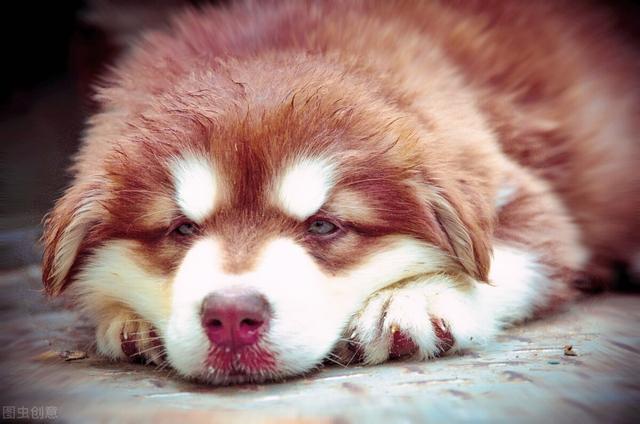 小狗什么时候换牙，狗狗换牙期是什么时候