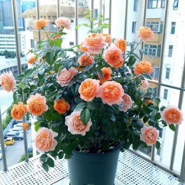 适合家里养的喜欢阳光的花，7种喜阴花