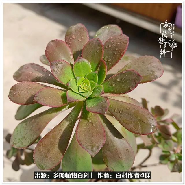 好养的容易上色的景天科多肉，景天科常见多肉图鉴不完全版D系列