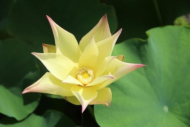 名贵荷花十大品种，最大的荷花品种排行榜