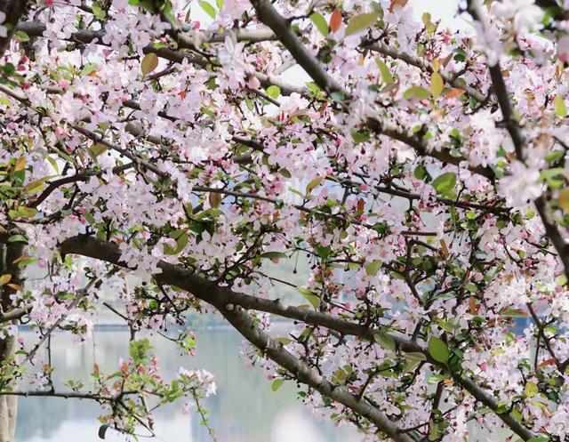 成都看樱花去哪里，樱花开了，成都多地可免费赏花