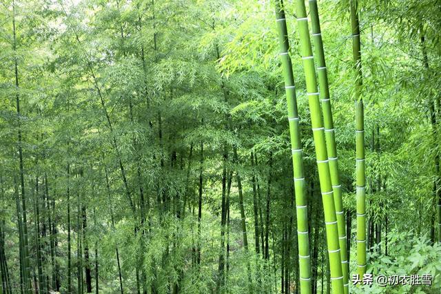 岁寒三友的诗句，岁寒三友情深的诗句（岁寒三友<现代诗>）