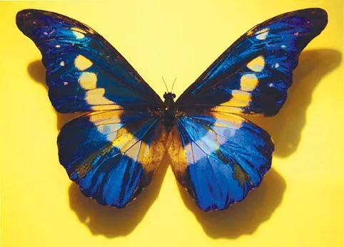 世界八大名贵蝴蝶，世界十大名贵蝴蝶