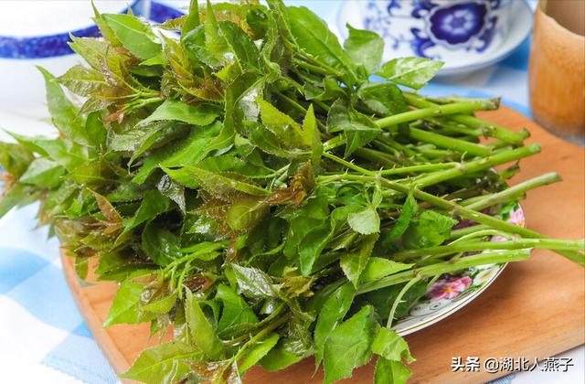 可以吃的野菜种类大全，教你认识不同的野菜和吃法