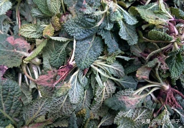 可以吃的野菜种类大全，教你认识不同的野菜和吃法