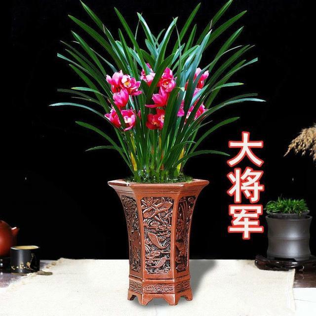 四季开花的浓香型兰花，这款兰花真厉害