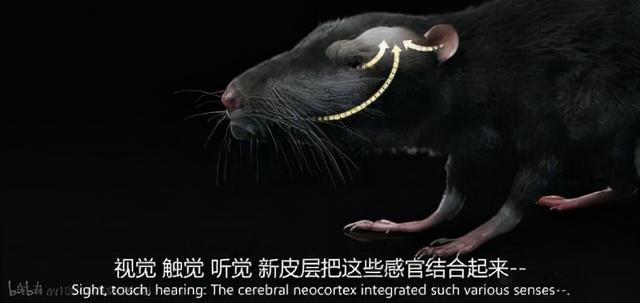 人类的进化史到底是什么样的，人类进化史上有13万年的空白,过程中发生了什么