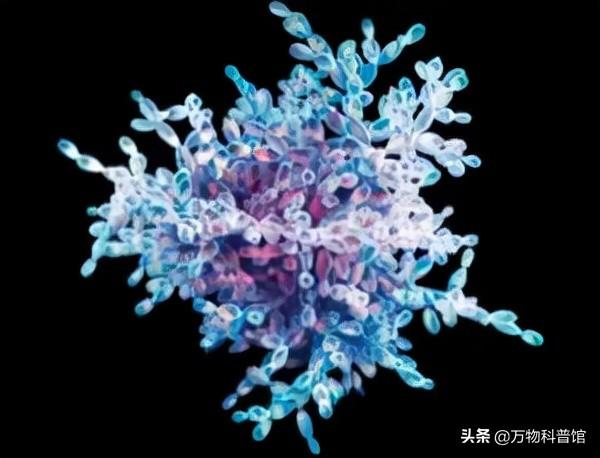 朊病毒到底是一种什么东西，千万别吃同类的肉