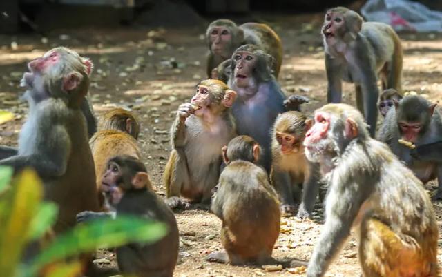 猴王争夺有多残酷，猴王争夺有多残忍