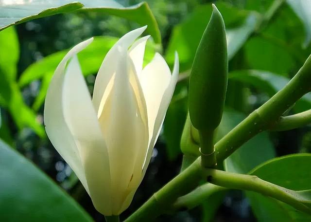 花卉图片及名称大全，常见绿植花卉及名称大全（100种常见花图鉴）