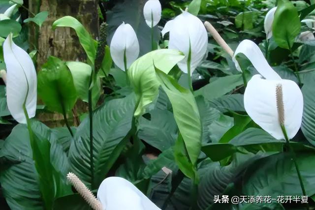 一帆风顺的养殖方法及注意事项，一帆风顺的养护方式