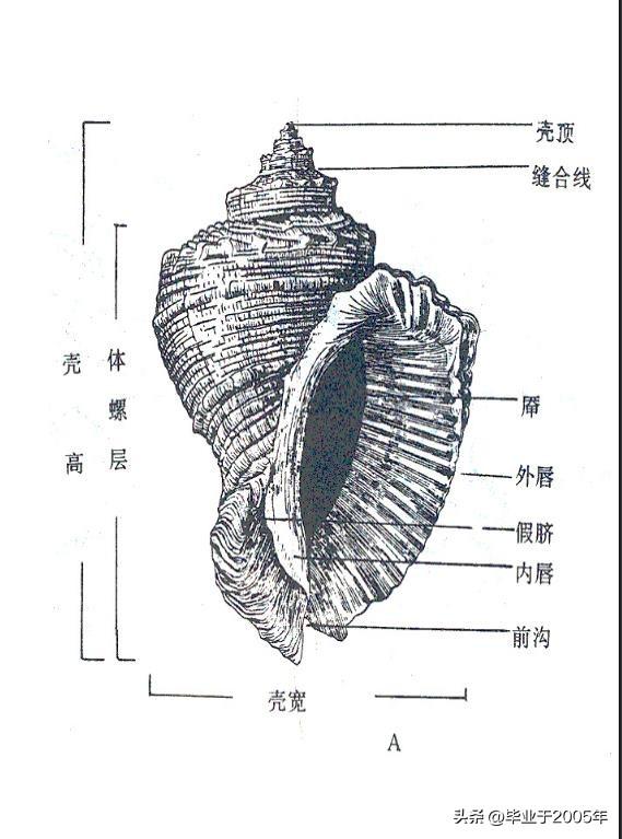 海螺和猫眼螺哪个更好吃，这3种小海鲜正大量上市