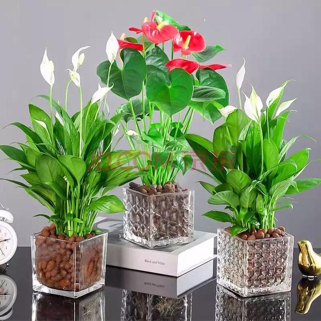 花卉图片及名称大全，常见绿植花卉及名称大全（100种常见花图鉴）