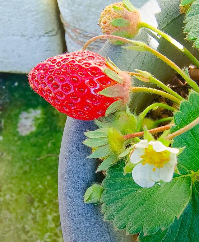 草莓盆栽怎么养，各种盆栽草莓的种植方法（家庭盆栽草莓的种植方法）