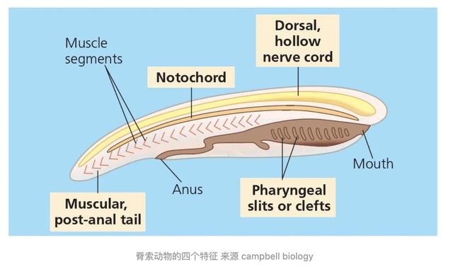 人类的祖先是条鱼?科学家回应，人类的祖先是鱼科学家回应疑问