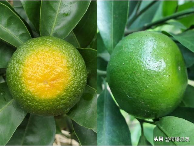 柑橘红蜘蛛对果实危害，柑橘红蜘蛛危害大难防治