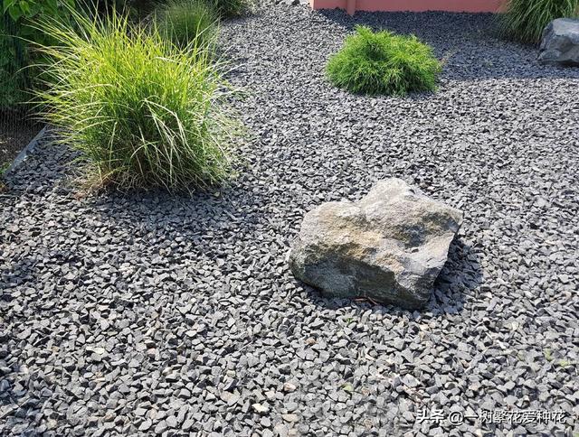 适合庭院养的草花，25种观赏草观叶赏花