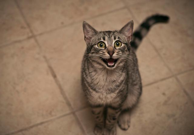 猫的记忆有多久，猫咪对主人的记忆可以持续多久（猫咪会不认识自己吗）