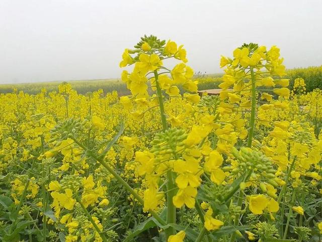 兴化油菜花一年四季都有，那一抹金黄的千垛油菜花