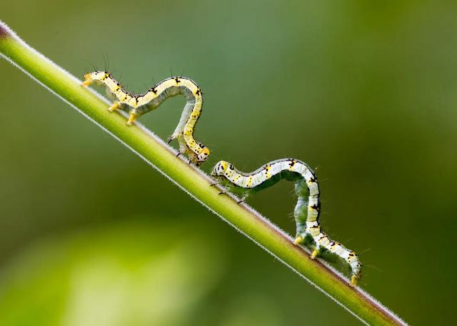 字母r可以想象成什么，wr字母组合的形象和含义