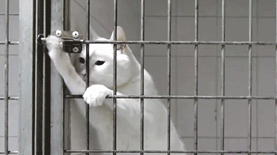 猫咪也有智商高低吗，猫咪智商高有这几个表现