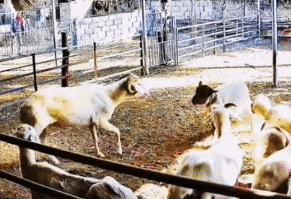 雌雄莫辨图解，白话解剖一堆白骨