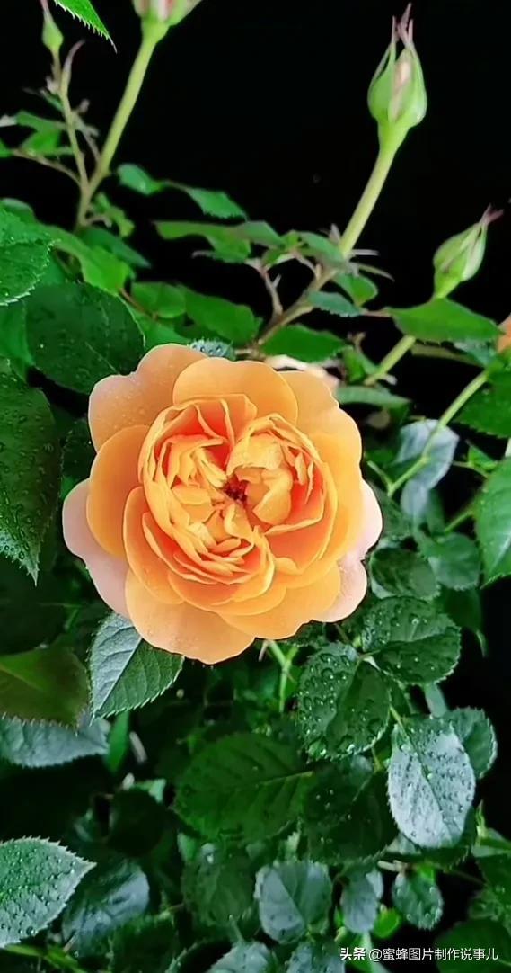 精美高清鲜花壁纸，漂亮鲜花送给您