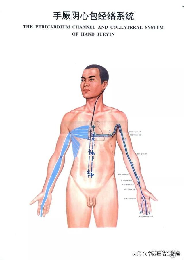 人体经络心包经的位置图，经络养生科普十二经筋