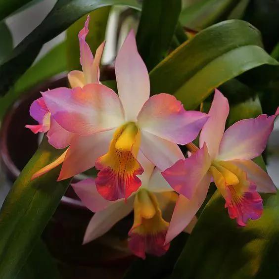 各种最好看的鲜花，分享40多种美丽的鲜花