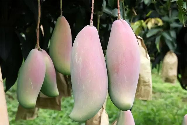 你知道芒果有哪些种类，常见15种芒果的区别及口感