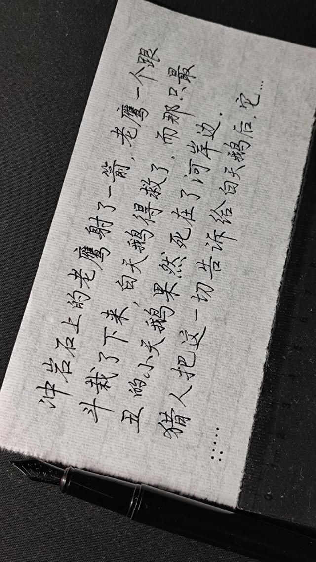 关于黑颈天鹅的故事，感情最专一的黑颈天鹅